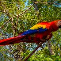 2019MAY06 - Scarlet Macaws
